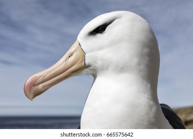 Black browed Albatross - portrait
