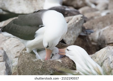 Black Browed Albatross Saunders Island