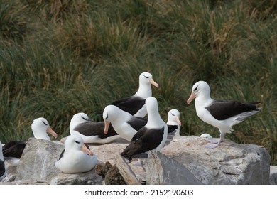 Black Browed Albatross Saunders Island