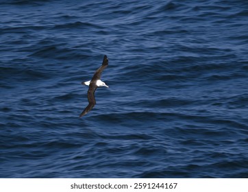 Black browed albatross using dynamic soaring over the ocean Thalassarche melanophris