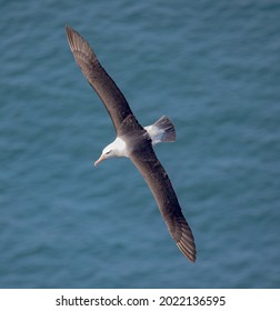 Black Browed Albatross Wildlife Photo Yorkshire UK