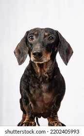 Black And Brown Adult Dachshund Weiner Dog Puppy Pet Portrait Isolated On White Background