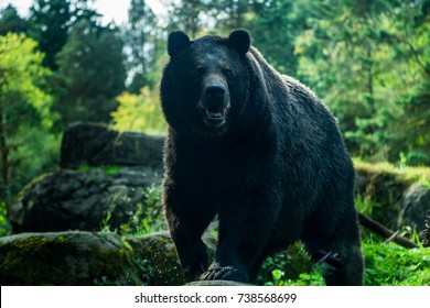 black brown bear in the forest