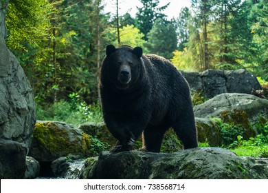 Black Brown Bear In The Forest