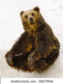 Black Brown Bear Sitting On Snow.