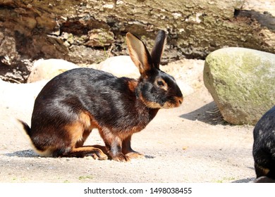 Black And Brown Belgian Hare