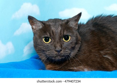 Black and brown Bengal cat crouched down on blue blanket, pupils fully dilated looking slightly to viewers right. Blue background sky with clouds.