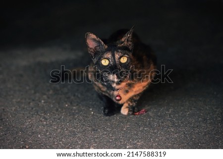 Black with brown color cat with dark background