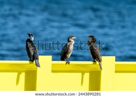 Black and brown cormorants sitting on yellow metal railing with blue water and sky in the background, aquatic animals of the bay, european waterfowl Water bird species, Cormorant habitat, Bay scenery