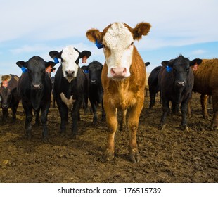 Black And Brown Cows Looking At Camera, Cattle Ranch, Calf, Calves In Summer Pasture