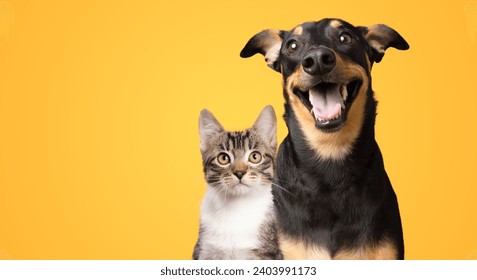 Black and brown dog and cat portrait together on yellow background isolated