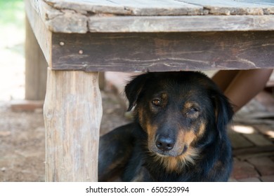 Black And Brown Dog Hiding Under Wooden Table ,Hyperthermia Heat Stroke