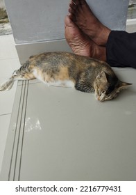 A Black Brown Female Cat, Sleeping Near The Feet Of A Man On The Tiled Floor.