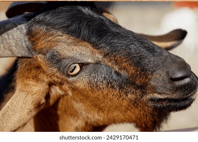 Black and brown goat. A beautiful face of a goat. Goat wool. Goat's eye Household animals.