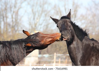 Black and brown horse fighting