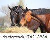 equine eating
