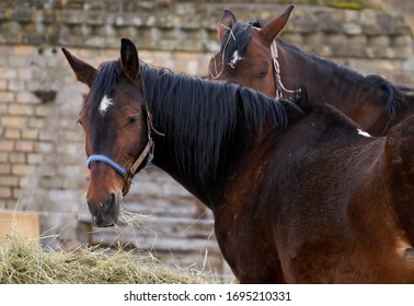 Black and brown horses eating hay. - Powered by Shutterstock