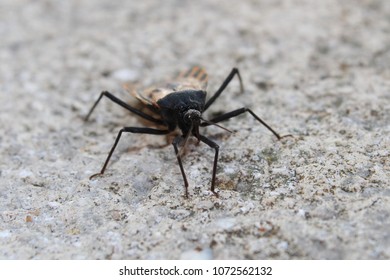 Black And Brown Kissing Bug.