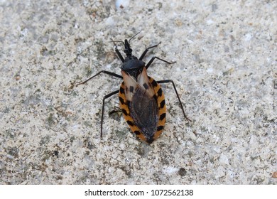 Black And Brown Kissing Bug.