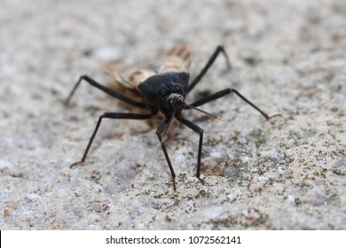 Black And Brown Kissing Bug.