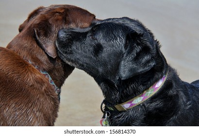 Black And Brown Labrador Retriever Dogs Getting To Know Each Other/sniffing