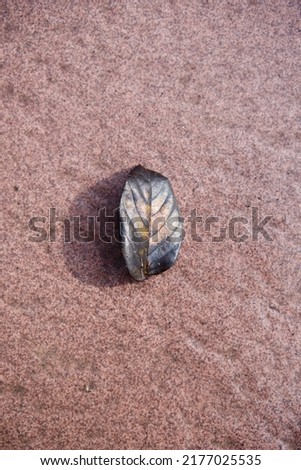 Black and brown leaf with the shadow, isolated on brownbackground