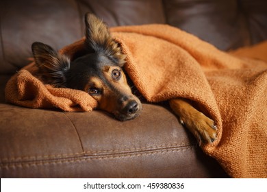 Black And Brown Mix Breed Dog Lying Down Under Orange Blanket On Leather Couch Facing Camera While Looking Bored Lonely Sick Sad Guilty Pampered Spoiled At Home