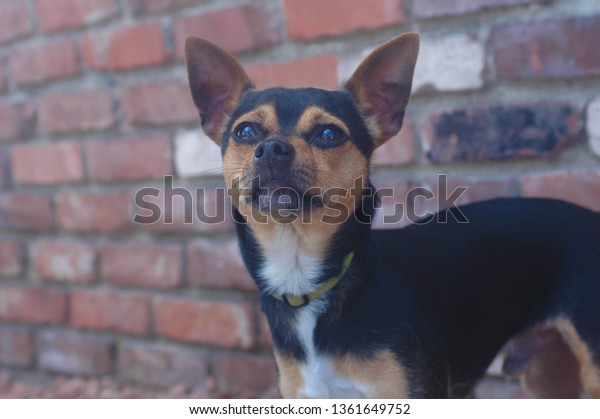 Black Brown Short Haired Male Chihuahua Stock Photo Edit Now