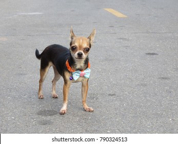 Deer Head Chihuahua Images Stock Photos Vectors Shutterstock