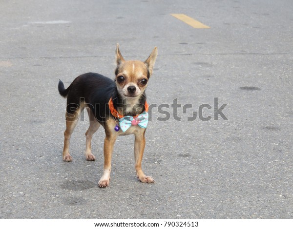 Black Brown Shorthair Deer Head Flattopped Royalty Free Stock Image