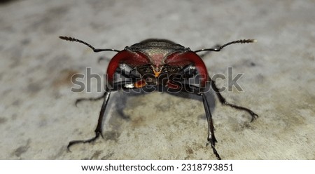 Black and brown stag beetle (Lucanus cervus) in a threatening pose on a gray stone background (macro, head, full face, 
the largest beetle living in Europe).