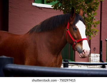 Black, brown, and white Clydesdale horse with red harness in yard in front of brick building