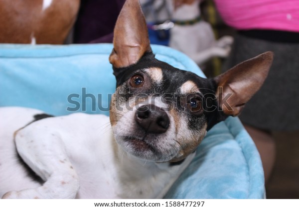 how to entertain a rat terrier