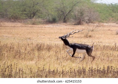 Black buck  (running)