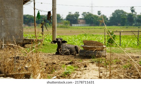 Black Buffalo Child In The Farm Outdoor Shoot