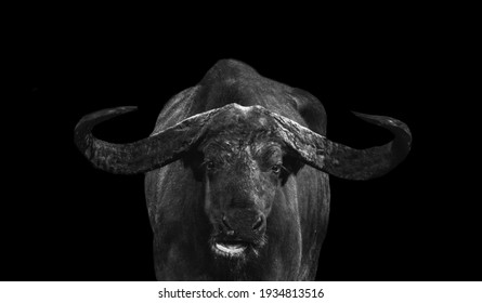 Black Buffalo Standing In The Black Background 