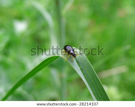 Black bug on grass
