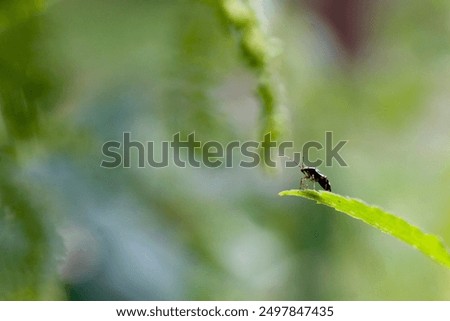 black bug on a leaf ready to jump