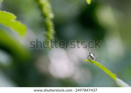 black bug on a leaf ready to jump