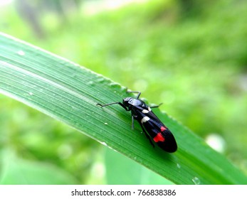 black bug with red dot wing