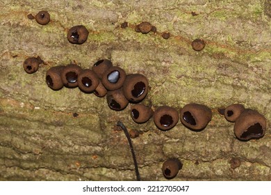 Black Bulgar Growing On Dead Log In Ancient Woodland