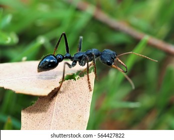 193 Bulldog Ant Images, Stock Photos & Vectors | Shutterstock