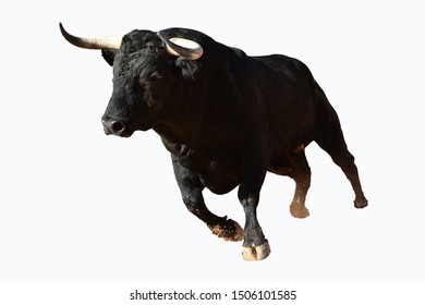Black bull with big horns - Shutterstock ID 1506101585