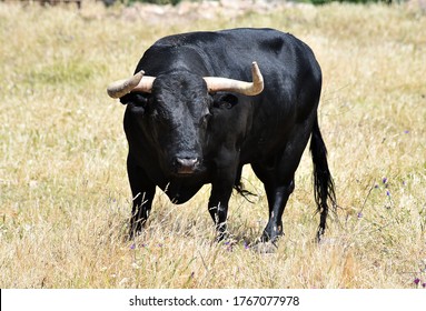 A Black Bull With Big Horns On The Field