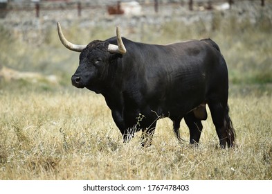 205,037 Bull farm Images, Stock Photos & Vectors | Shutterstock