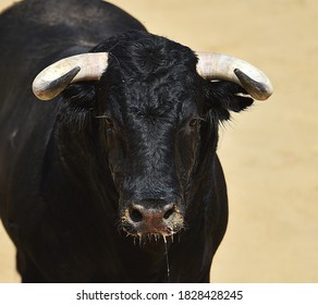 A black bull with big horns on the spanish bullring in spain
