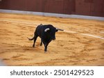  Black bull charging in a bullring, surrounded by sandy ground and a brown barrier. Berja,Spain-August 3, 2024;