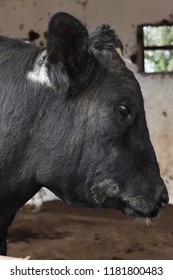 Black bull closeup
 - Shutterstock ID 1181800483