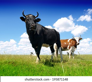 Black Bull And Cow 