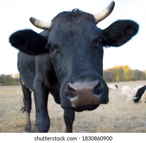 Black Bull, Cow,  In The Field